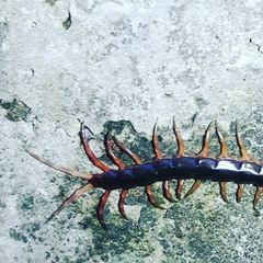 Rhysida immarginata