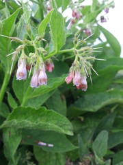 Symphytum × uplandicum