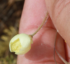 Platystemon californicus