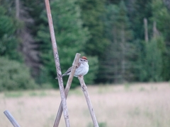 Spizella passerina passerina