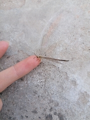 Macronemurus appendiculatus