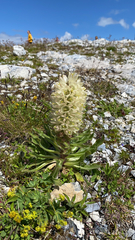 Campanula thyrsoides