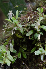 Andinia sunchubambensis