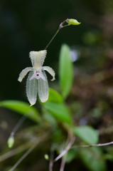 Andinia sunchubambensis