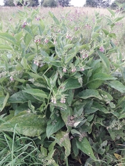 Symphytum × uplandicum