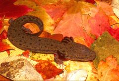 Necturus louisianensis