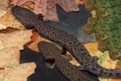Necturus louisianensis