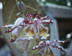 Myrmecophila tibicinis