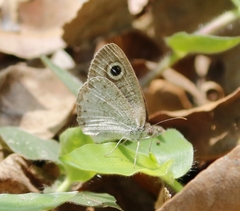 Ypthima ceylonica