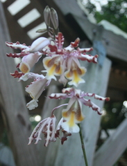 Myrmecophila tibicinis