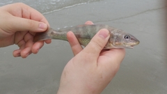 Menticirrhus americanus