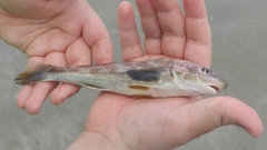 Menticirrhus americanus