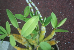 Myrmecophila tibicinis