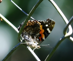 Vanessa indica pholoe