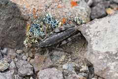 Buckellacris chilcotinae