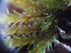 Glyphothecium sciuroides