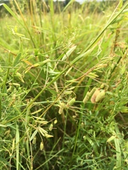 Vicia tetrasperma
