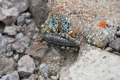 Buckellacris chilcotinae