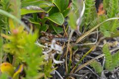 Buckellacris chilcotinae