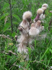 Cirsium arvense