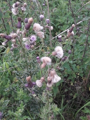 Cirsium arvense
