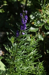 Aconitum tauricum