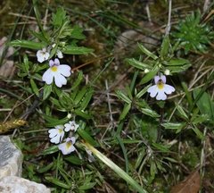 Euphrasia tricuspidata