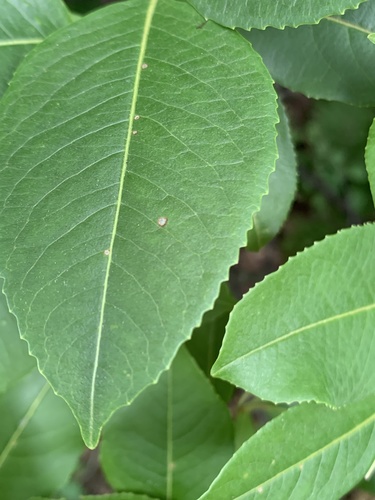 northern wild raisin