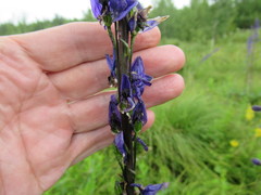 Delphinium crassifolium