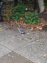 Columba livia domestica
