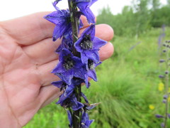 Delphinium crassifolium