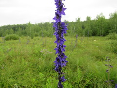 Delphinium crassifolium