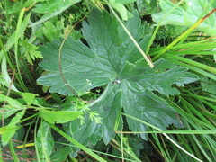Delphinium crassifolium