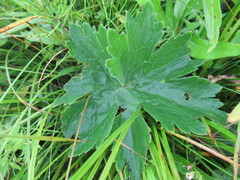 Delphinium crassifolium