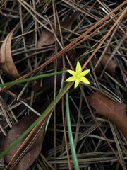 Hypoxis juncea