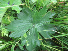 Delphinium crassifolium