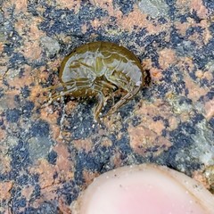 Gammarus oceanicus