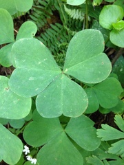 Oxalis trilliifolia