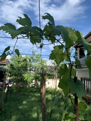Vitis