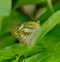 Appias libythea olferna