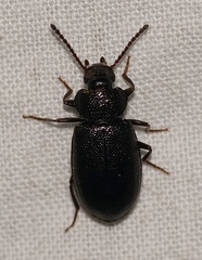 Anaedus