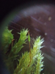 Glyphothecium sciuroides