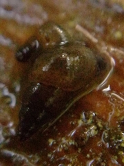 Potamopyrgus antipodarum
