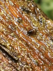 Potamopyrgus antipodarum