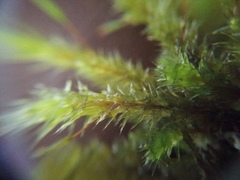 Glyphothecium sciuroides