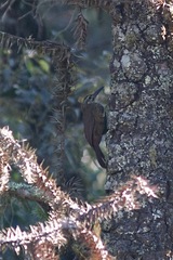 Xiphocolaptes albicollis