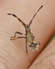 Coreus marginatus