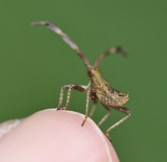 Coreus marginatus