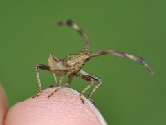 Coreus marginatus
