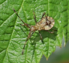 Coreus marginatus